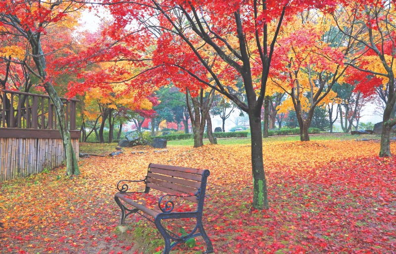 수목원 연못 만추 (1)_보정.jpg