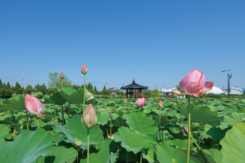 연꽃 테마파크 (10).jpg